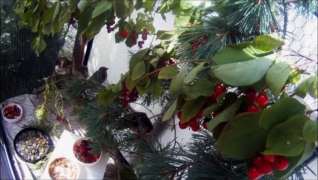 Fox with Horrible Mange Rescued City Wildlife Rescue Ep106