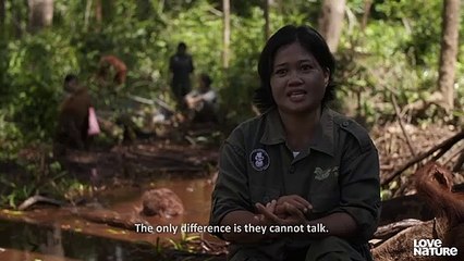 Funny Baby Orangutans Learn to Crack Coconuts   Love Nature