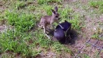 Giant 50lb Rabbit is Rejected and Befriends Baby Lambs   Oddest Animal Friendships