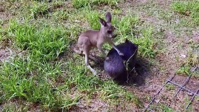 Giant 50lb Rabbit is Rejected and Befriends Baby Lambs Oddest Animal Friendships