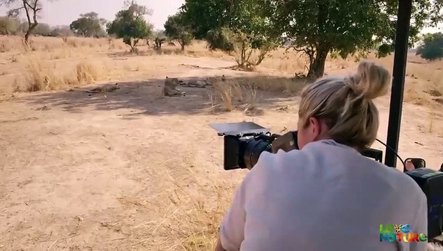 Hollywood Pride Lion Sisters Reunited with 5 Adorable Cubs Love Nature