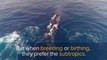 Humpback Whales A Day in the Life   Marine Life   Love Nature