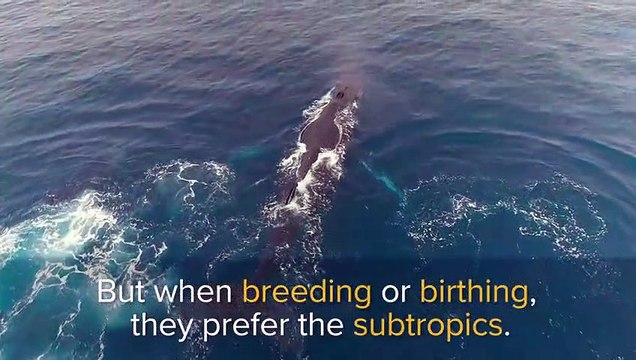 Humpback Whales A Day in the Life Marine Life Love Nature