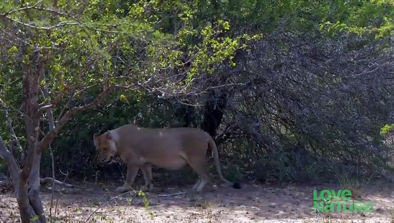 Hungry Lion Cubs Beg Mom For Milk   Predator Perspective   Love Nature