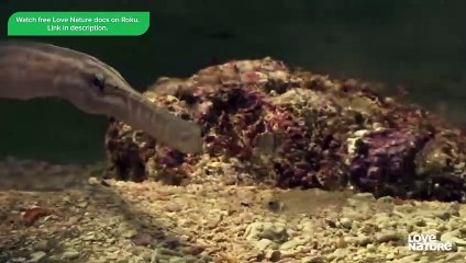 Insane Moment Mantis Shrimp Spears Fish!    Speed Kills 202
