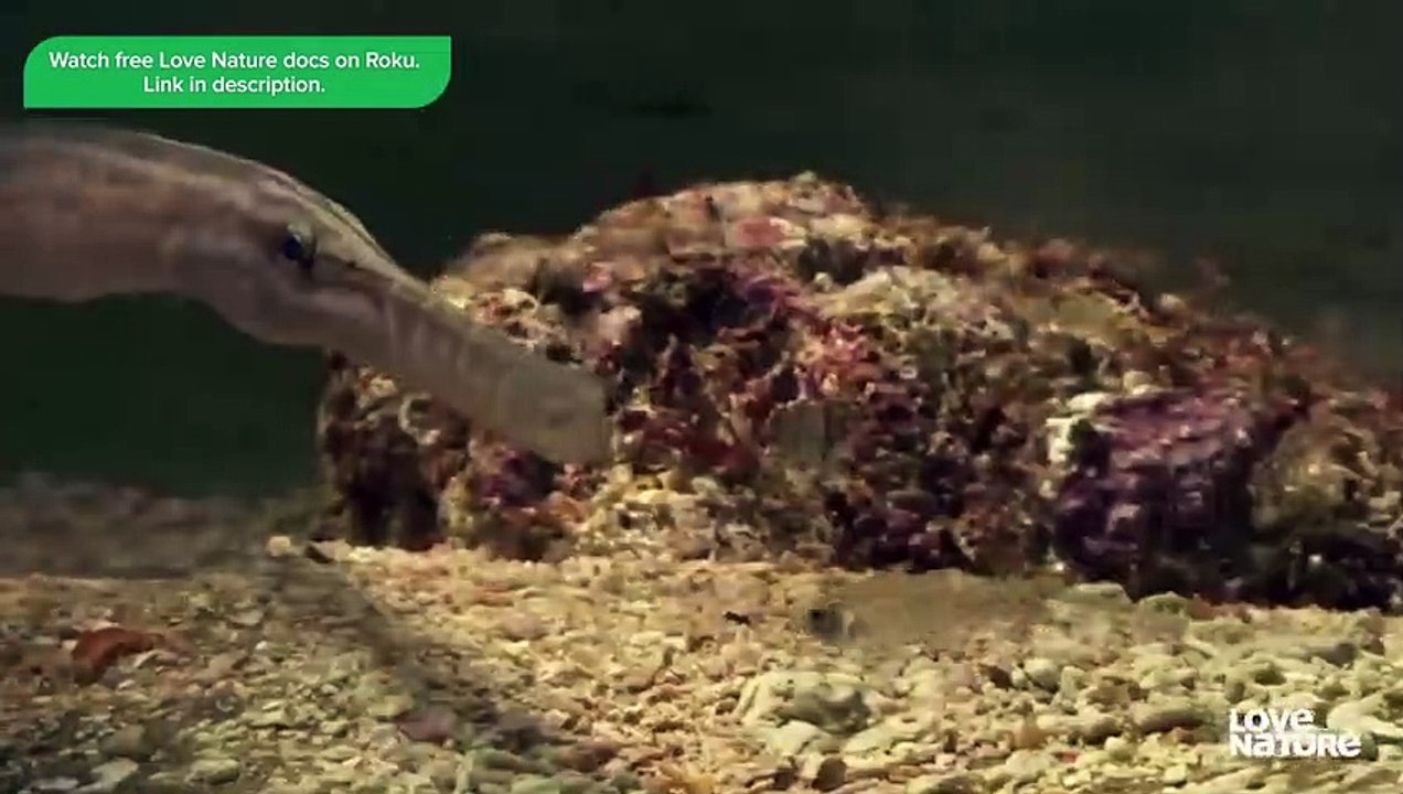 Insane Moment Mantis Shrimp Spears Fish!    Speed Kills 202