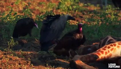 Leopard Stalks Wild Dogs Over Kill for Cub   Love Nature