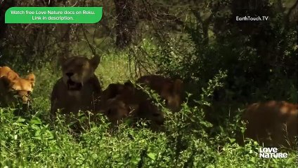 Lion and Cheetah Cubs Learn to Hunt Like Their Parents   Creative Killers Ep103