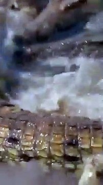 Lion Cub Left Behind While Crossing Croc Infested Waters! #lion #cat #wildlife