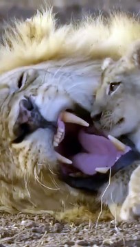 Lion cub forms bond with father.. #lioncub #lion #wildlife
