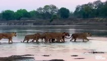 Lion Cub Gets Left Behind As Croc Moves in for the Kill   Love Nature