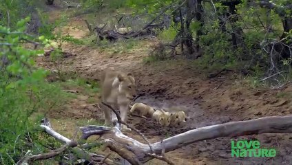 Lion Cubs Are Introduced To Their Father   Predator Perspective   Love Nature