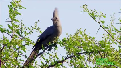 Lion Cubs Go On Their First Adventure