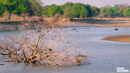 Lion Cub Spotty Dines on Impala for the First Time   Love Nature