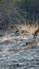 Lion Cubs Explore the World for First Time! #lion #lioncub #wildlife
