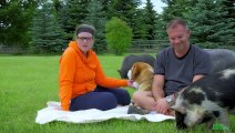 Mini Pig Overcomes Anxiety with Help from Dog   Oddest Animal Friendships   Love Nature