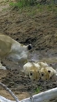 Lioness Teaches her Cubs Survival Lessons #lioness #lion #shorts