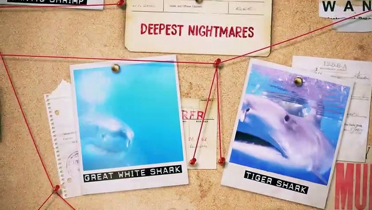 Mantis Shrimp Punches Crab’s Arm Off Deadly Australians Ep104 video