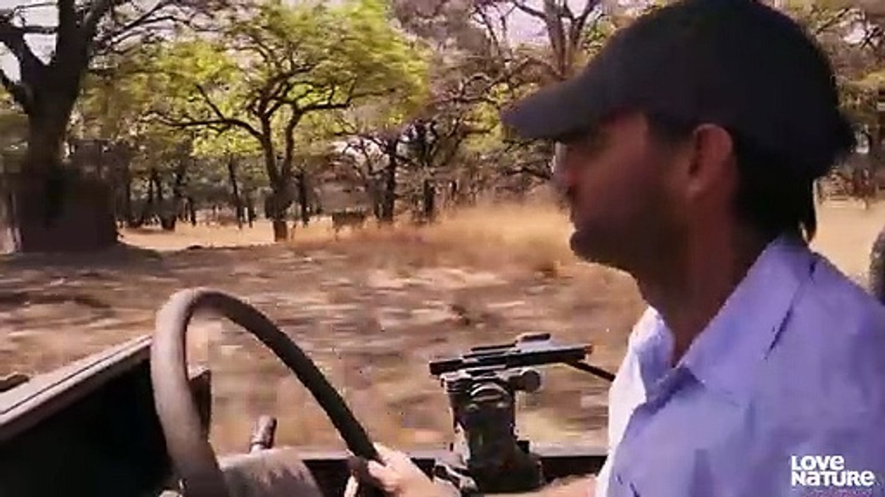 MK Lion Mothers Shield Cubs from Their Fathers   Love Nature