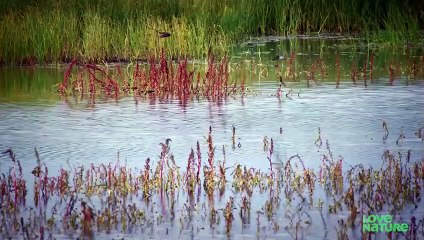 Monster Lizards Rule This Waterhole