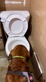 Bloodhound laisse tomber une balle dans les toilettes