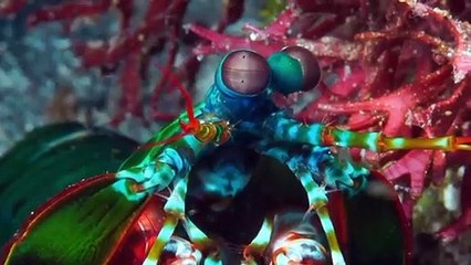 Most Inspiring Animal Moments   Love Nature