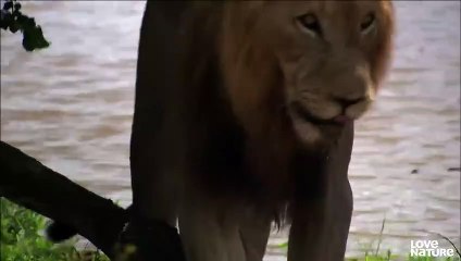 Mother Lioness and Cubs Have Run-In with Rival Males   Love Nature