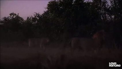 Mother Lionesses Fight off Rival Male to Protect Cubs   Love Nature