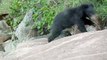 Mother Sloth Bear Teaches Cubs to Hunt for Termites   Love Nature