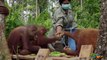 Orangutan Beni Tries to Conquer Food Temptations   Love Nature