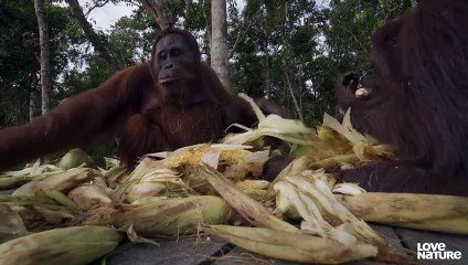 Orangutan Rescue Gone Wrong   Love Nature
