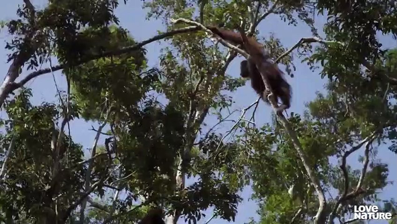 Orphan Baby Orangutans Malika And Beni Flank Climbing Class   Love Nature
