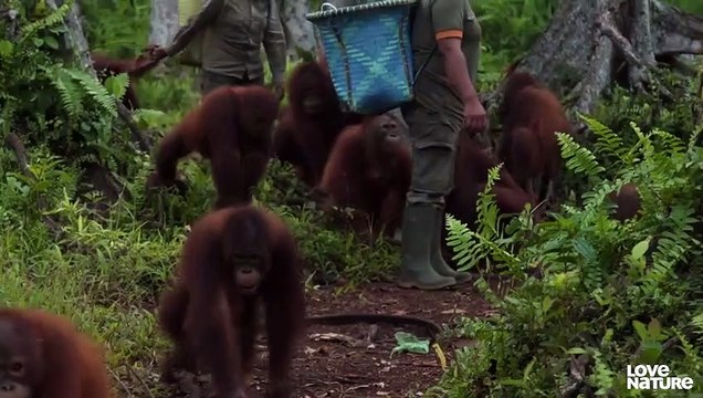 Orphaned Orangutan SAVED After Serious Smoke Inhalation Love Nature