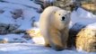Polar Bears Having Fun In Snow   Love Nature