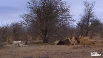 Rare White Lions Cubs Fight For Their Right To Eat   Love Nature