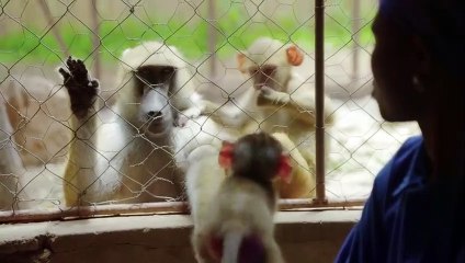 Rescued Baby Baboon Competes for Affection   Love Nature