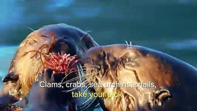 Sea Otters A Day in the Life Cute Baby Animals Love Nature (2)
