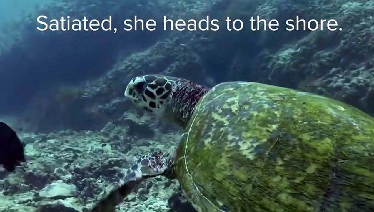 Sea Turtles   Baby Turtles   Love Nature