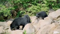 Sloth Bear Family Surprise Reunion with Grandma Bear    Love Nature