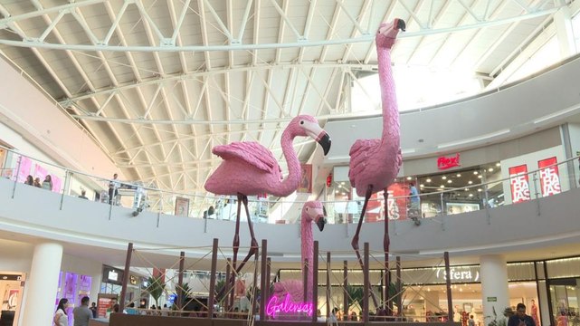 Galerías Vallarta trae para ti la visita de los flamingos