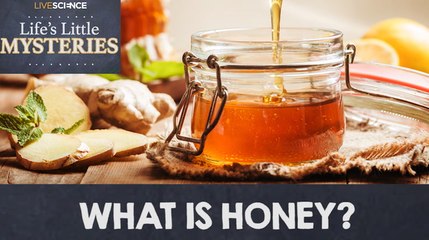 What Is Honey? 🍯