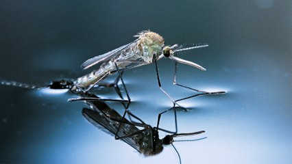 اكتشاف بكتيريا يمكن أن تساعد في وقف انتقال الملاريا إلى الإنسان