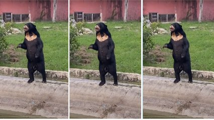 No son humanos disfrazados, son ositos reales