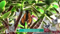 Asas de borboleta inspiram forma revolucionária de gerar energia