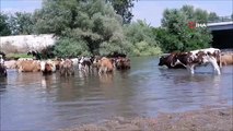 Çobanlar sıcaktan bunalan sürüleri Tunca Nehri'nde serinletiyor