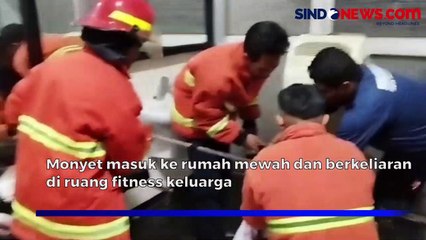 Diduga Kelaparan,  Monyet Ekor Panjang Masuk Rumah Mewah di Kota Pasuruan