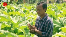 Kemarau Membawa Berkah Bagi Petani Tembakau di Ponorogo