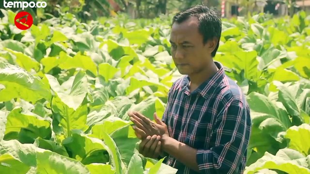 Kemarau Membawa Berkah Bagi Petani Tembakau di Ponorogo