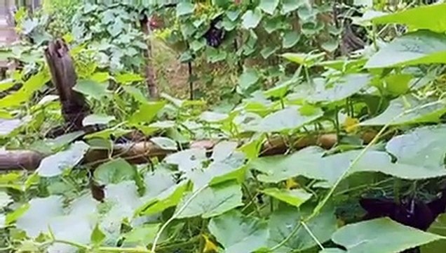 বাংলা চটি গল্প Vlog 68 | Our home vegetables are grains