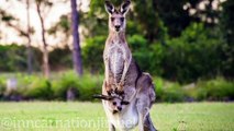 Jumping into the World of Kangaroos_ A Look at Australia_s Iconic Marsupial ----(720P_HD)